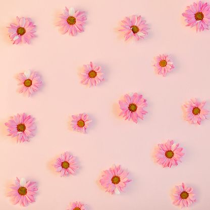 Repetition of pink chrysanthemums over powder pink background