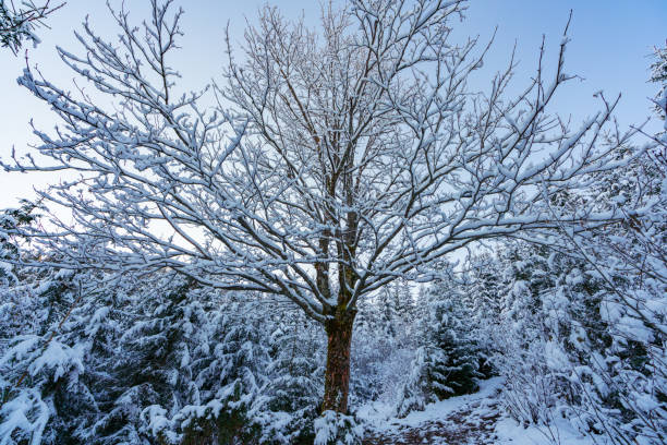 istock A small tree without leaves in a large Carpathian forest lit by the sun and covered with white snow 1297781902