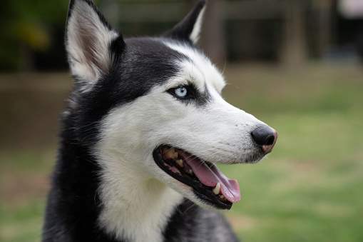 Beautiful siberian husky dog at the park - pet concepts