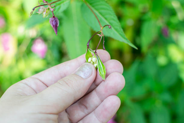 Himalayan balm seeds in hand close up photo. Policeman Helmet plant, Bobby Tops, Invasive asian plant species Himalayan balm seeds in hand close up photo. Policeman Helmet plant, Bobby Tops, Invasive asian plant species ornamental jewelweed stock pictures, royalty-free photos & images