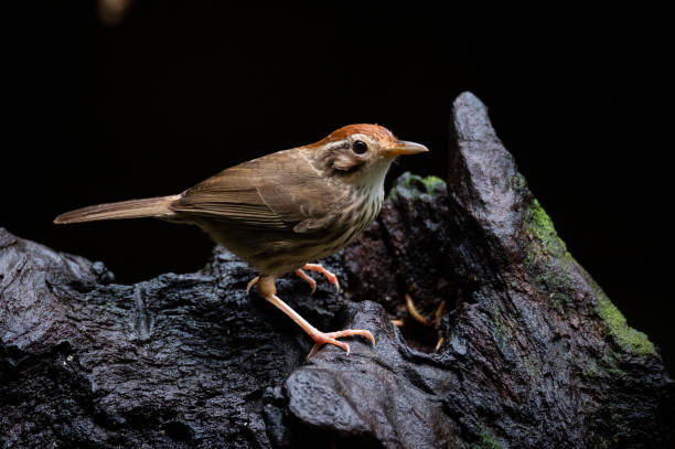 istock Puff throated babbler or spotted babbler bird 1297783154