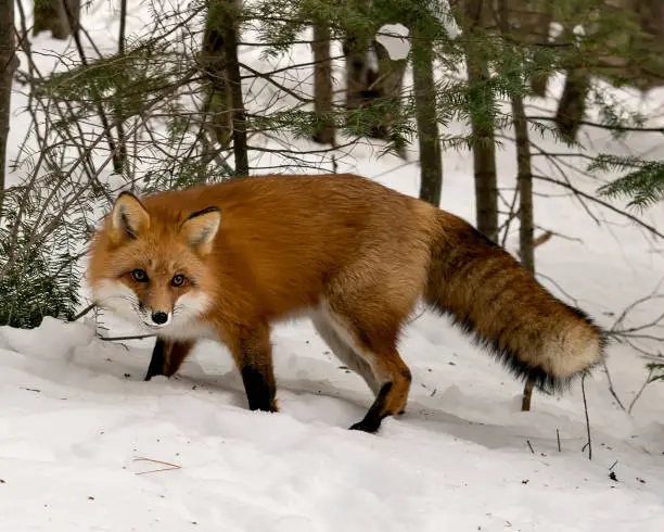 Red fox looking at camera in the winter season in its environment and habitat with snow and branches background displaying bushy fox tail, fur. Fox Image. Picture. Portrait. Fox Stock Photos.