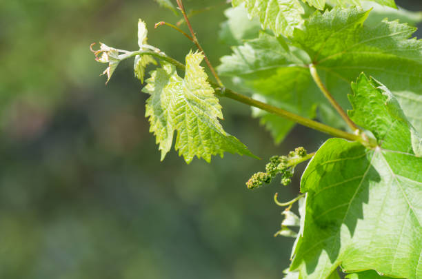 istock flower buds and leaves of shoots grapevine spring 1297783427