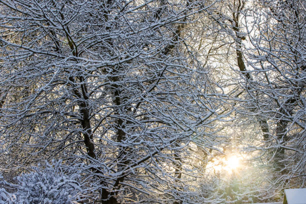 istock Winter Woodland 1297784288