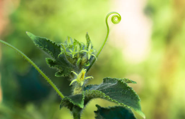 blooming ovary of young fresh organic vegetable, growing cucumbers on the field. Spring agricultural background
