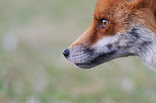 Red Fox \n\nPlease view my portfolio for other wildlife photos.