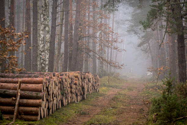 istock A narrow forest road and pine logs on the side 1297784794