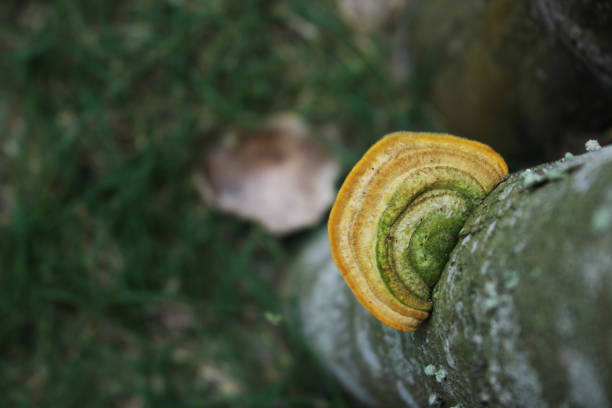 Yellow wood fungus on a rotten wood. Its poisonous mushroom