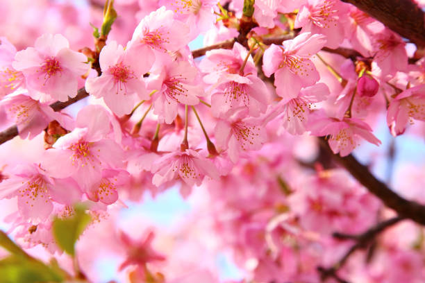 istock Pink cherry blossoms in full bloom 1297785810
