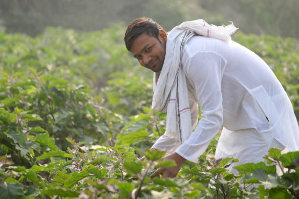 istock Indian farmer on agricultural field 1297785945