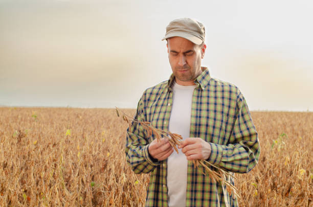 istock Caucasian middle age farmer inspecting ripe soy at field 1297786780
