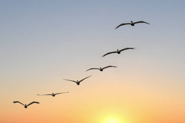 istock Pelicans in formation at sunrise 1297786818