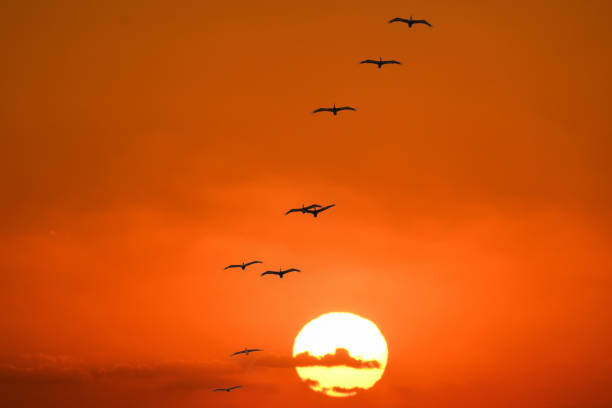 istock Pelicans in formation at sunrise 1297786937