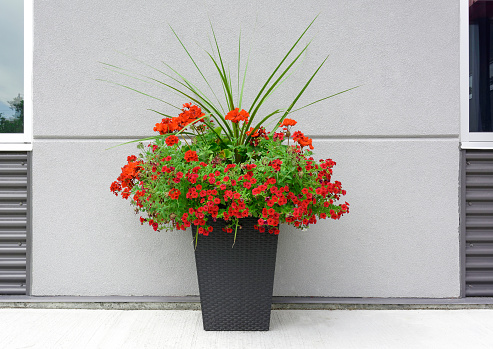 Pot of red flowers in front of a wall of a modern building