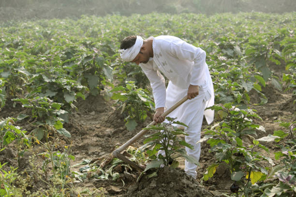 istock standing This is great land for planting, 1297786947