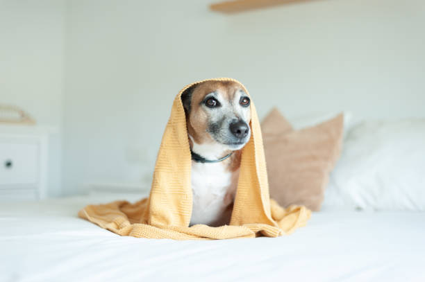 istock Dog laying in bed at home 1297787021
