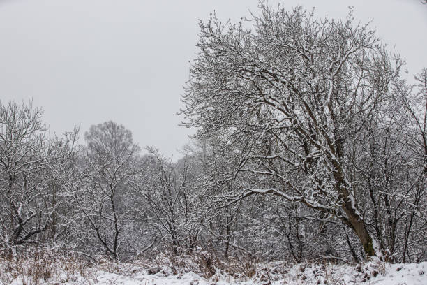 istock Winter Woodland 1297787064