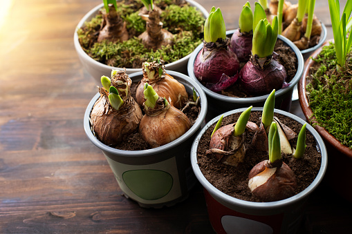 spring bulbs ready to plant