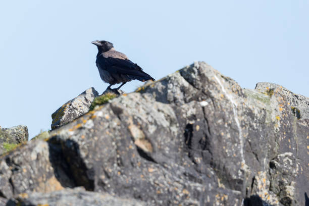 istock hooded crow (corvus corone cornix) standing on rock 1297787138