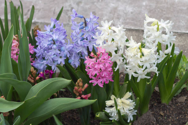 istock Blooming hyacinths in the Park 1297788286