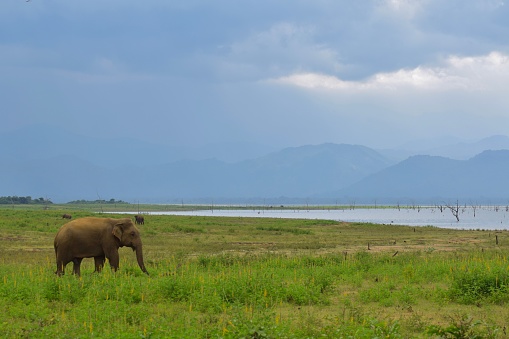An elephant passes by. The plains are flooded and In the background, even more rain rolls over the hills.