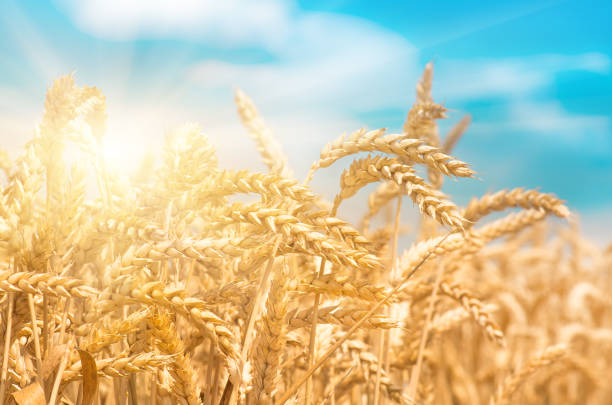 istock gold ears of wheat against the blue sky 1297788656