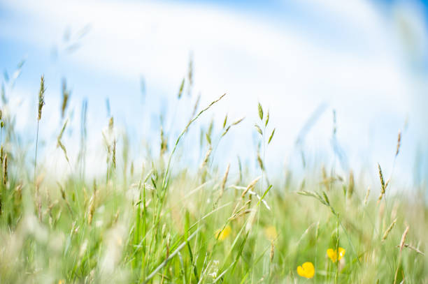 Spring time photo of grass and wildflowers in a meadow