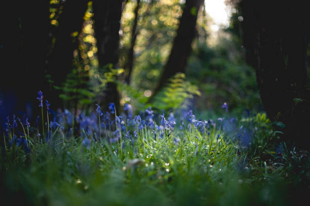 istock Bluebells in the forest 1297789223
