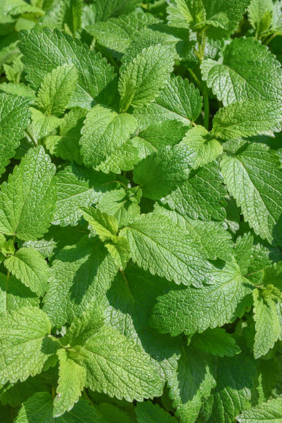 istock Background from green leaves of lemon balm 1297791452
