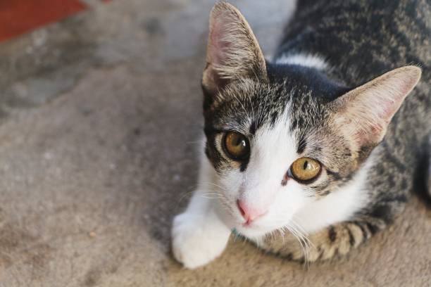 istock Cat lying on the concrete floor and looking at something. 1297791488