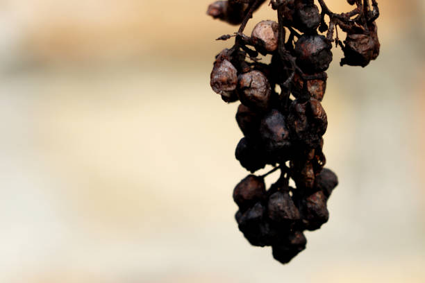 Rotten grapes - high detail - blurred background - macro