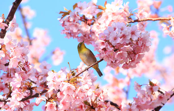 mały ptak z kwiatami wiśni - cherry blossom blossom branch cherry tree zdjęcia i obrazy z banku zdjęć