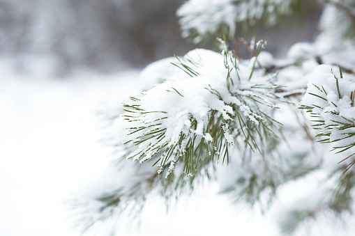 Winter Christmas background,  snow falling on pine tree branches.