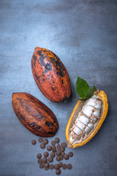 открытые плоды какао с шоколадными чипсами, серый фон, видно сверху, свободное пространство. - cocoa cocoa bean chocolate brazil стоковые фото и изображения
