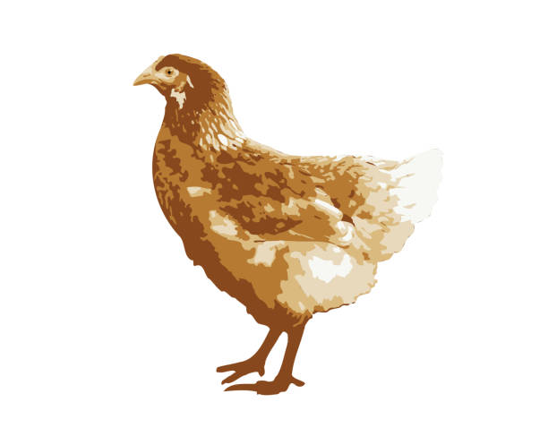 갈색 암탉은 흰색 배경, 측면 보기에 고립. 치킨 버드 벡터 디자인 eps 10 - chicken livestock isolated white background stock illustrations