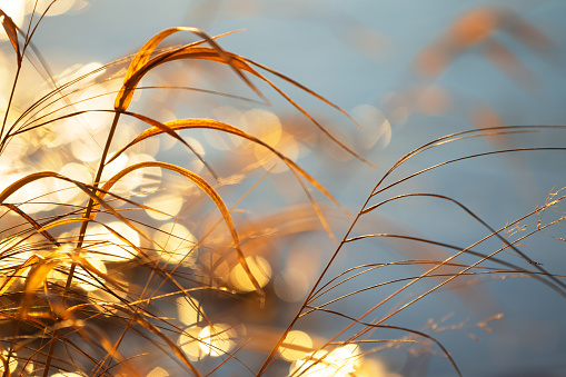 Dried grasses lit by the setting sun, blurred bokeh background