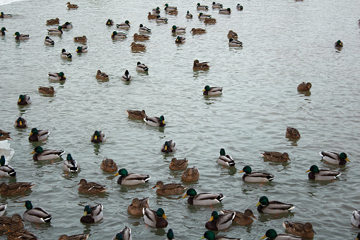 Many wild ducks swim in the lake. A flock of ducks in the water. A crowd of ducks floating on the water.