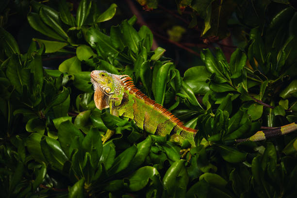 Green Iguana in tree in Miami florida stock photo