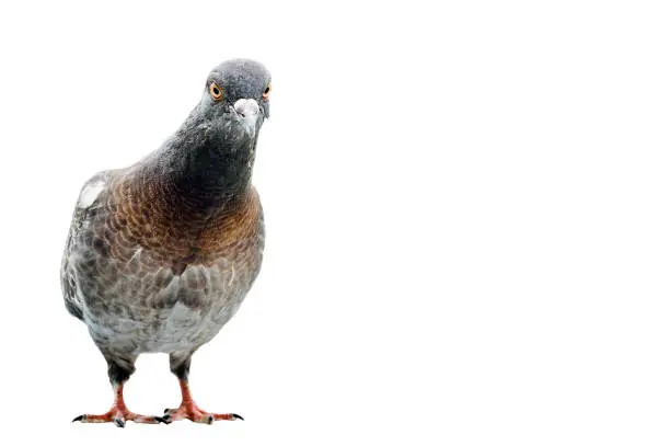 One dove on a white background. Expression of surprise, interest.