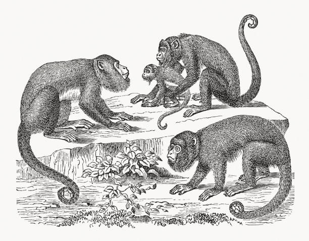 Howler monkeys (Alouatta), wood engraving, published in 1893 Howler monkeys (Alouatta). They live in Central and South America and are known for their loud screaming. Wood engraving, published in 1893. howler monkey stock illustrations