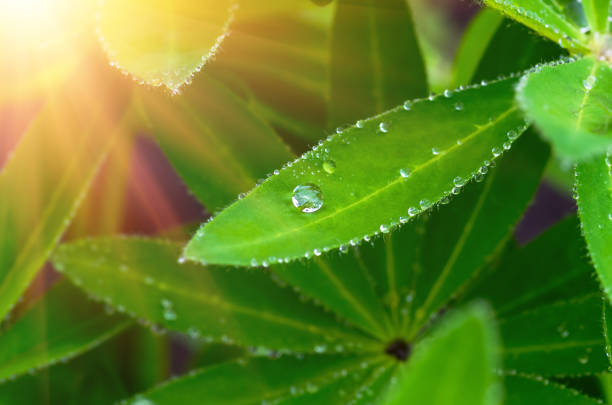 drops of dew on the leaves of a tropical forest