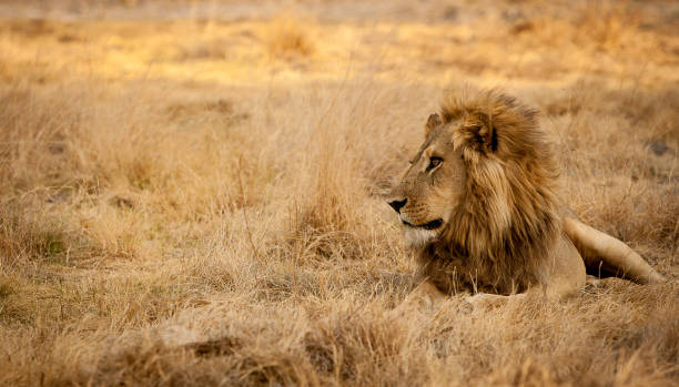 Male lion in the grass