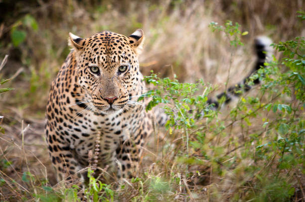Botswana Leopard Stock Photos, Pictures & Royalty-Free Images - iStock Botswana Leopard Stock Photos, Pictures & Royalty-Free Images - iStock