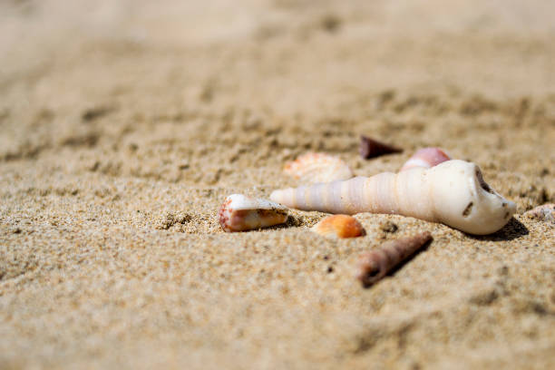 istock Seashells on the sand close-up. Tropical beach. Summer background. Copy space 1297797208