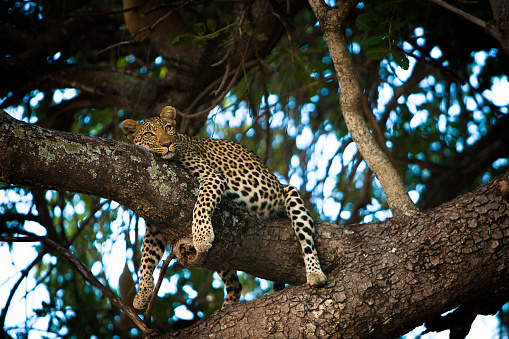 A leopards colouration is a near perfect camouflage. Ruaha National Park, Tanzania.