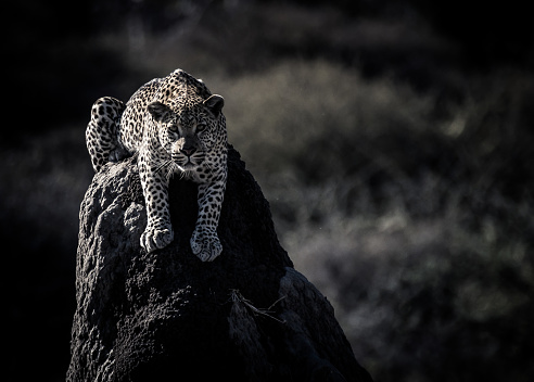 Leopard on a dry tree branch looking at the camera