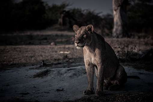 A lioness stares intently at antelope in the distance.