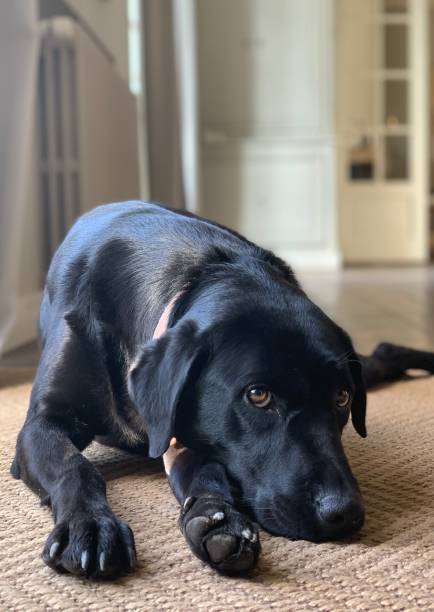 istock Black Labrador on a carpet looks at the camera 1297797963