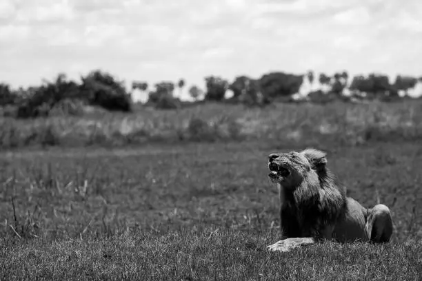 An old male lion bares his teeth in Flehmen. Okavango Delta, Botswana.