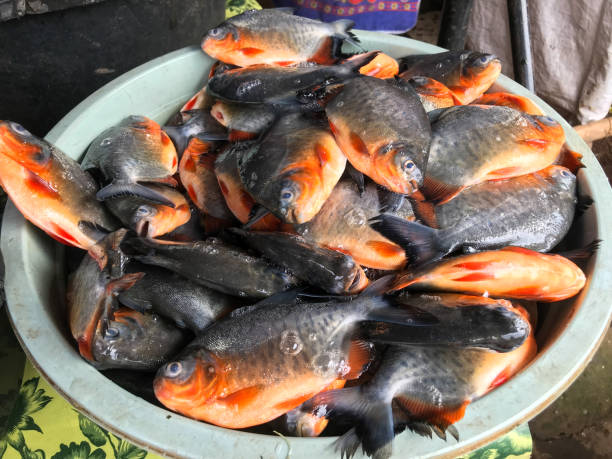 Fresh fish in a bucket at the market Fresh fish in a bucket at the market silver piranha fish stock pictures, royalty-free photos & images